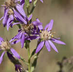 Eastern silver aster